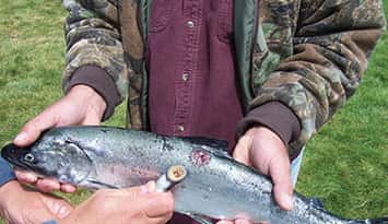 A sea lamprey is pulled from the side of a fish (Photo courtesy of the Great Lakes Fishery Commission)