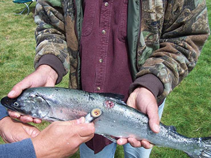 A sea lamprey is pulled from the side of a fish (Photo courtesy of the Great Lakes Fishery Commission)