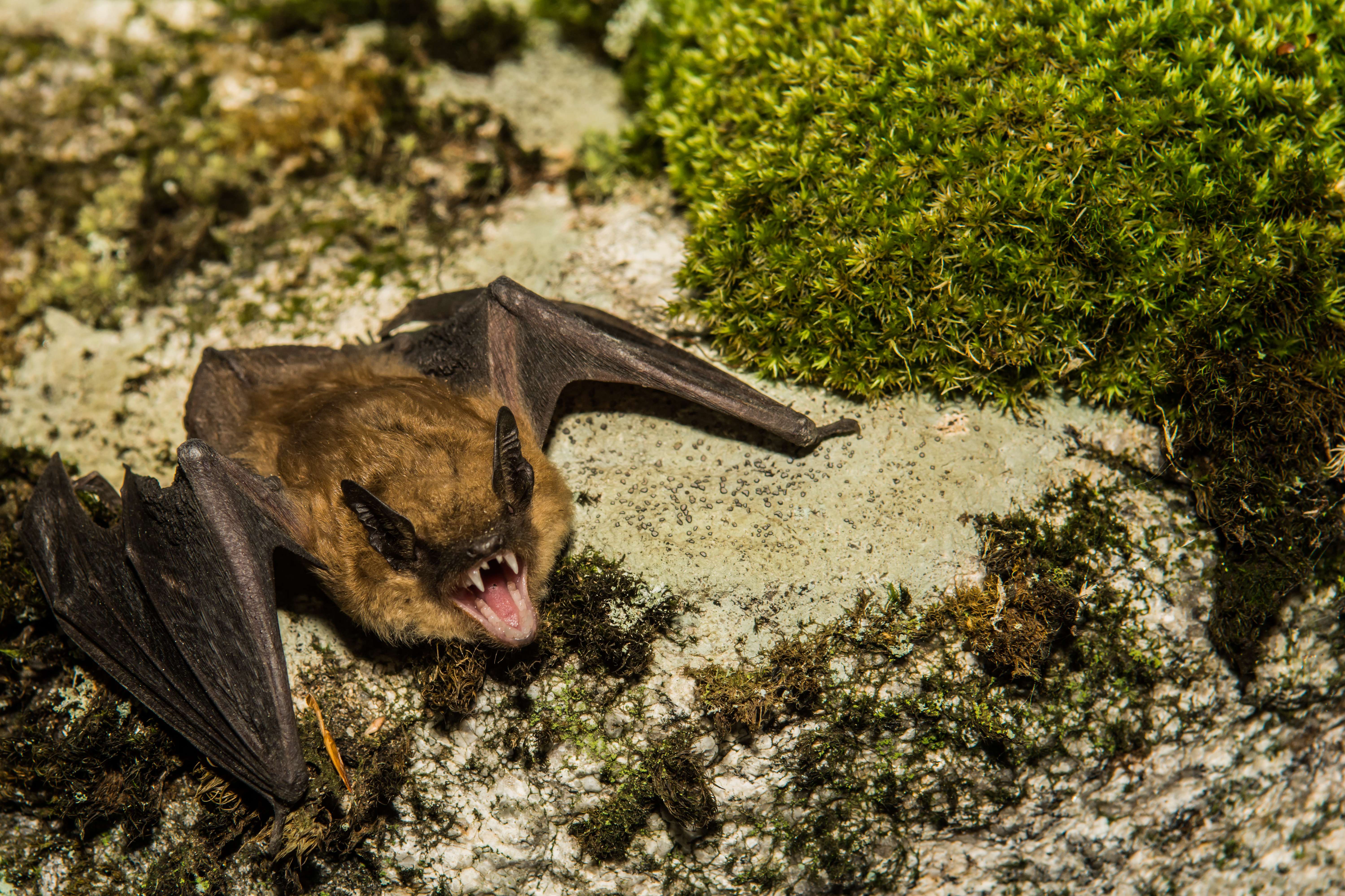 Bat tests positive for rabies in Blenheim