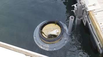 A Seabin located in the water next to Sarnia Bay Marina. 16 September 2020. (BlackburnNews.com photo by Colin Gowdy)