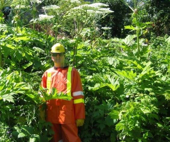 Georgian Bluffs residents on the lookout for this invasive plant