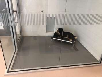 Inside the new animal shelter in Chatham. May 23, 2019. (Photo courtesy of Sophie Marvell and Kiana Mailloux)
