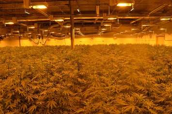 The scene of an illegal marijuana grow op in Chatham-Kent. (Photo courtesy of Chatham-Kent police)