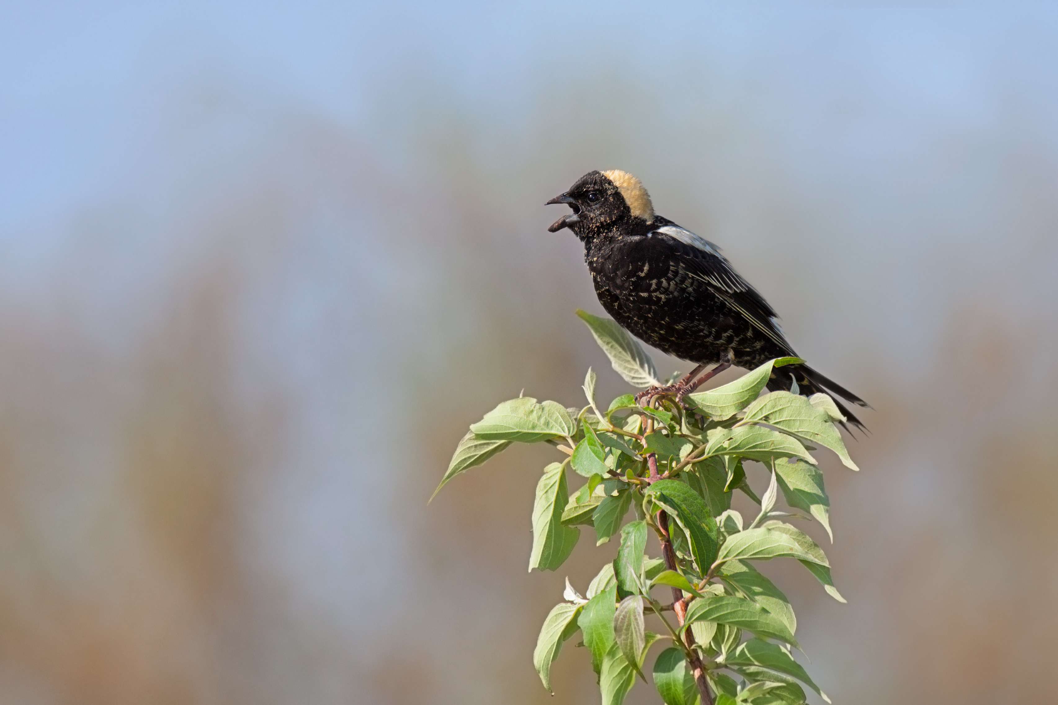 Discovery Of Threatened Species Halts Greenhouse Development