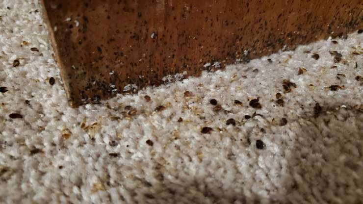 Bugs in an Old Oak property (Image courtesy of ACORN Canada)