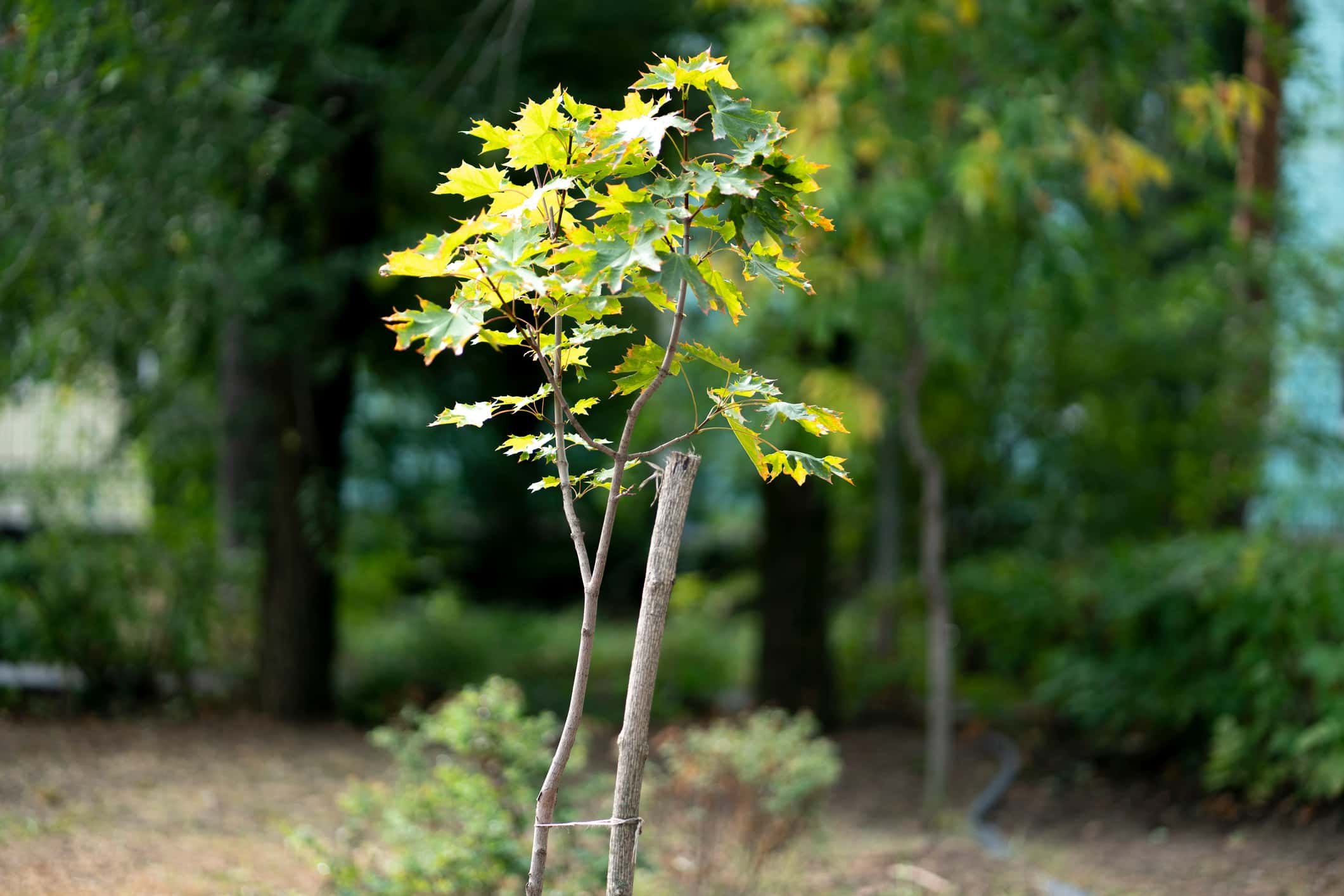 Chatham's Glasshouse Nursery gives away 1,000 trees