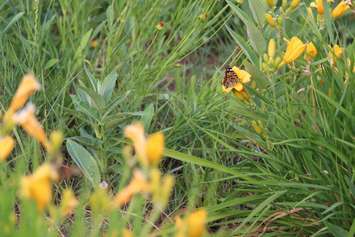 Monarch butterflies are set free into a garden as part of the 15th annual Butterfly Release Memorial for infant loss held in Leamington on June 22, 2016. (Photo by Ricardo Veneza)