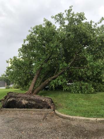 A fallen tree covers vehicles in the Olives restaurant parking lot. August 21, 2018. (Photo submitted by Madeleine Addy)