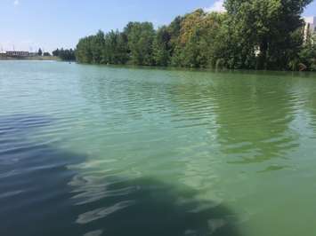 The Thames River is noticeably green at the Parry Bridge on Keil Dr. in Chatham. August 30, 2017. (Photo by Matt Weverink)