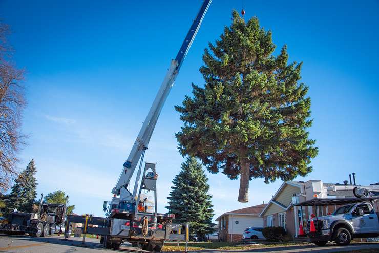 The Christmas tree being taken to Sarnia City Hall (Photo by: City of Sarnia)