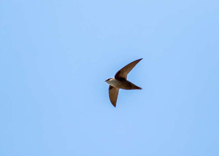 (Photo of a Chimney Swift courtesy of Matthew Jolley / Royalty-free / iStock / Getty Images Plus)
