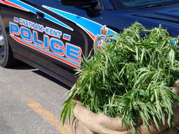 Chatham-Kent police seize 15 pot plants in a corn field in Orford Township, August 23, 2015. (Photo courtesy of the Chatham-Kent Police Service)