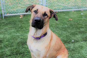 A dog who saved a litter of kittens from dying in the freezing cold in Chatham-Kent this month is getting a lot of love and attention. Nov 25, 2019. (Photo courtesy of Pet and Wildlife Rescue)