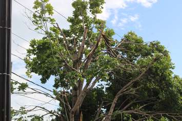 Crews assess and clean up the damage left near the EC Row Expressway and Central Avenue in Windsor on August 25, 2016 after a tornado hit the area. (Photo by Ricardo Veneza)
