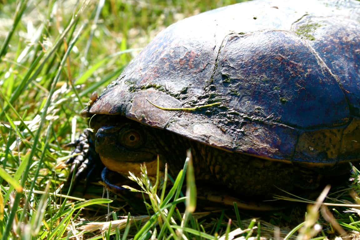 Temporary trail closure protects turtle nesting