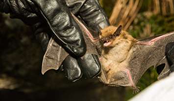 Stock photo of a bat by JasonOndreicka courtesy of iStock/Getty Images Plus
