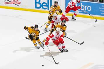 Sting vs Hounds Feb. 21, 2016 (Photo courtesy of Metcalfe Photography)