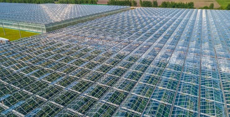 (Photo of greenhouses courtesy of the Ontario Greenhouse Vegetable Growers)
