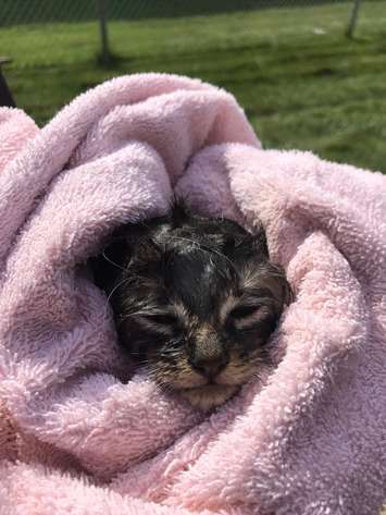 Sarnia Fire and Rescue Services save a kitten from a sewer. October 19, 2017 (Photo courtesy of @SarniaFire Twitter) 