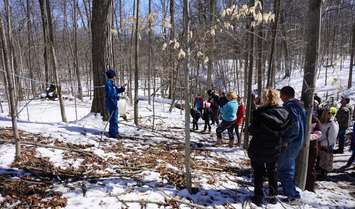 Sharon Nethercott, Conservation Education Coordinator, showing visitors how trees are tapped and sap is collected from the sugar bush. March 2018. (Photo by St. Clair Region Conservation Authority)