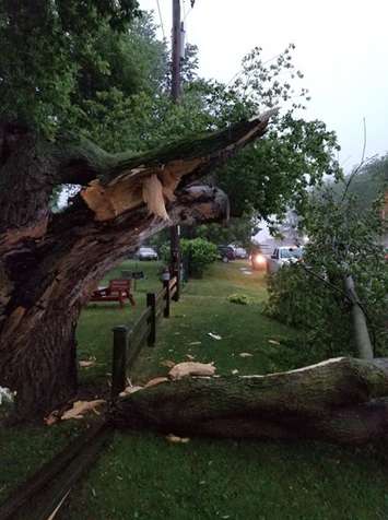 A  tree that broke during intense storms, crushing a car in Grand Bend, July 20, 2019. Photo courtesy of Ian Parkin.