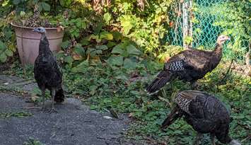 Turkeys. Photo by Mark Brown/WindsorNewsToday.ca.