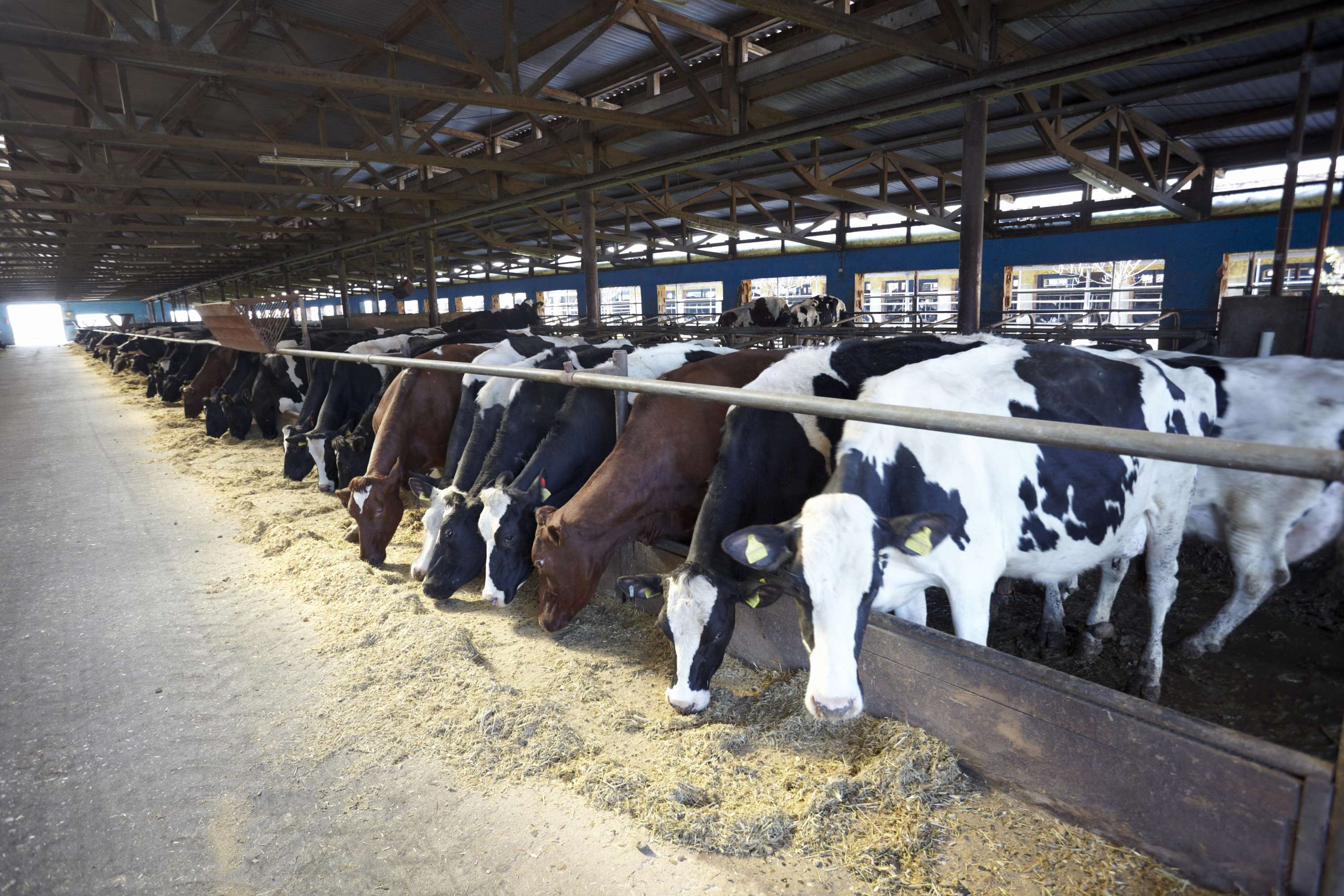 Pasteurized dairy safety key amid Avian Flu outbreak in U.S.