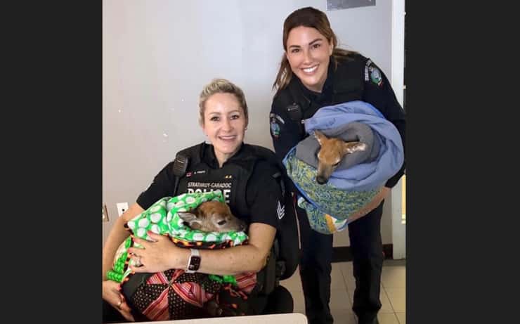 Strathroy-Caradoc Police Service (SCPS) Cst. Kelsie Percival and Cst. Aidan Burns hold two newborn fawns rescued after a collision. May 26, 2026. Photo courtesy of SCPS.