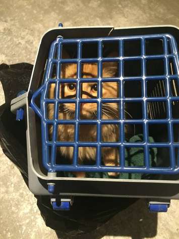 (Photo courtesy Windsor-Essex County Humane Society)