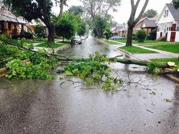 A tree on Dawson St during the June 27, 2015 storm (Photo by Adelle Loiselle)