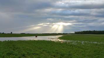 Flooding in field off of Nile Rd.  (Photo by Rose E. Pentland)