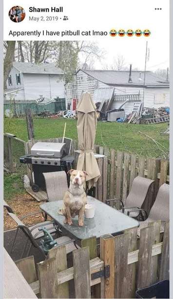 Zeus. Photo courtesy of Facebook.
