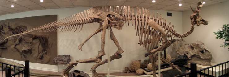 Picture inside Stones 'N Bones Museum. (photo from www.stonesnbones.ca)