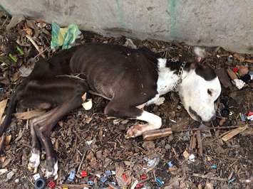 Provided by the Windsor Essex County Humane Society. 