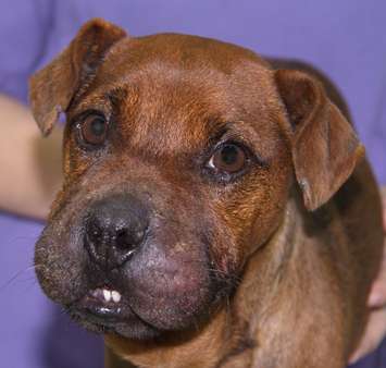 The Windsor Police Service releases a photo of Justice, a dog found bound with electrical tape by a store in Windsor on December 18, 2015. (Photo courtesy the Windsor Police Service)