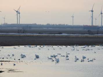 Tundra swans stop off for a rest in a farmer's field near Erieau. Photo taken February 28, 2018. (Photo courtesy of Diane Smith)