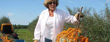 Owner of Healing Arc Sea Buckthorn Golden Orchard, Marlene Wynnyck, holds up a branch from a sea buckthorn tree. Photo courtesy of Marlene Wynnyck.
