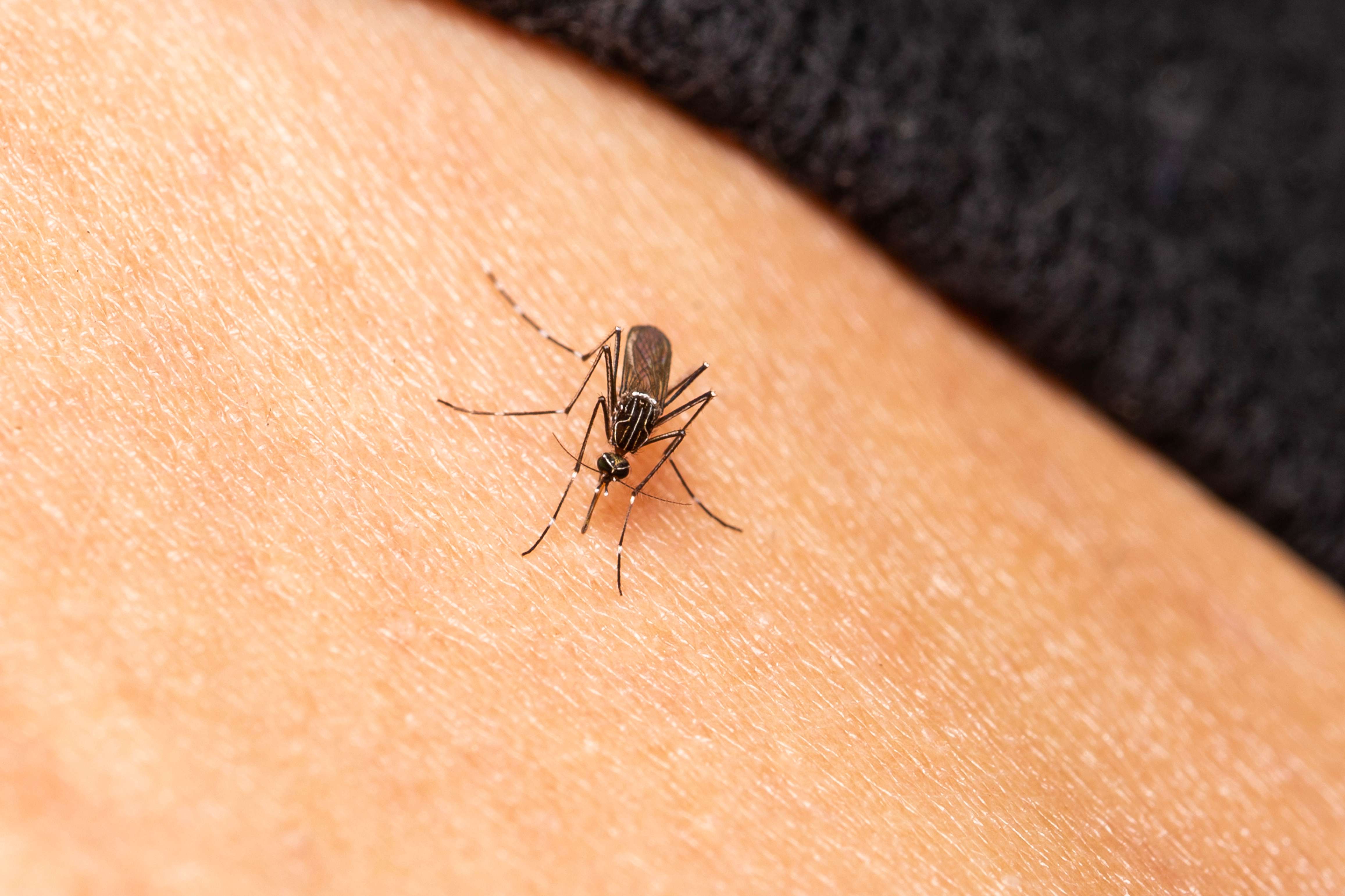 Mosquito control begins in CK ahead of intense mosquito season