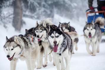 Photo of dogs pulling a sled by 8213erika via iStock / Getty Images Plus