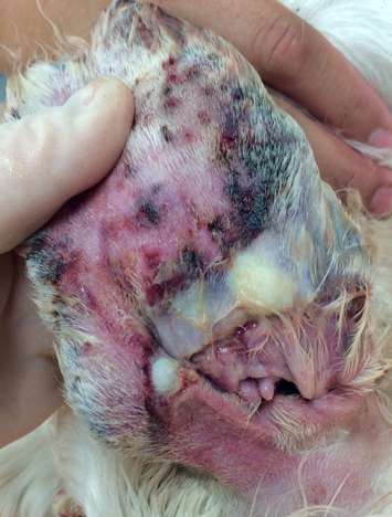 A photo of Deema.  (courtesy of the Windsor-Essex County Humane Society)