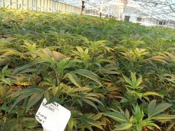 Medical marijuana plants seen at Aphria's Leamington greenhouses on February 19, 2016. (Photo by Ricardo Veneza)