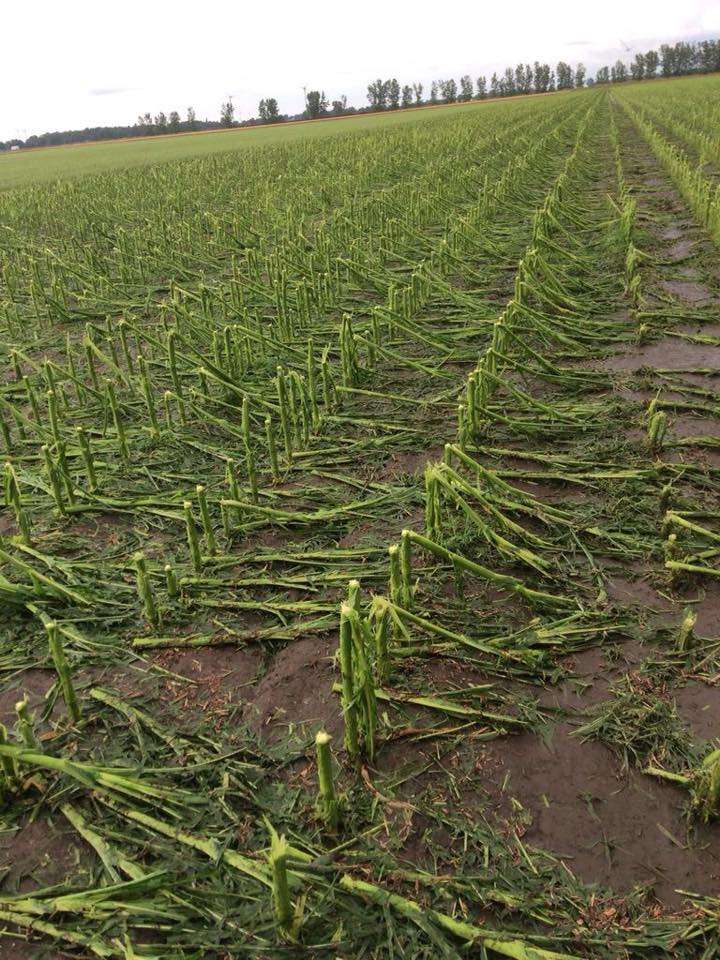 CK Crops Face Irreversible Damage
