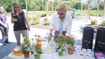 Norma Cox cuts celebratory cake for official opening of Cox Park. June 24, 2015 (BlackburnNews.com Photo by Briana Carnegie)