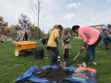 From left to right - Grade 3/4 students Avery Burden, Clark Austin, Brooklyn Cook work with Miss Parsley to plant a tree at London Road Public School. May 16, 2019 Photo by Melanie Irwin