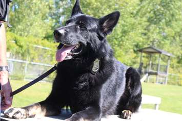 Five-year-old Windsor police dog Ouza is retiring from the force, September 16, 2015. (Photo by Jason Viau)