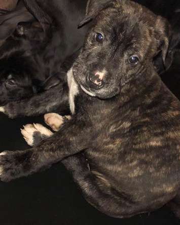 Police say this puppy was stolen from a vehicle in Chatham on January 17, 2021. (Photo courtesy of Chatham-Kent police)