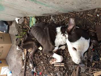 Provided by the Windsor Essex County Humane Society. 