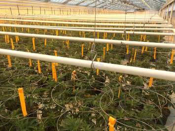 Medical marijuana plants seen at Aphria's Leamington greenhouses on February 19, 2016. (Photo by Ricardo Veneza)
