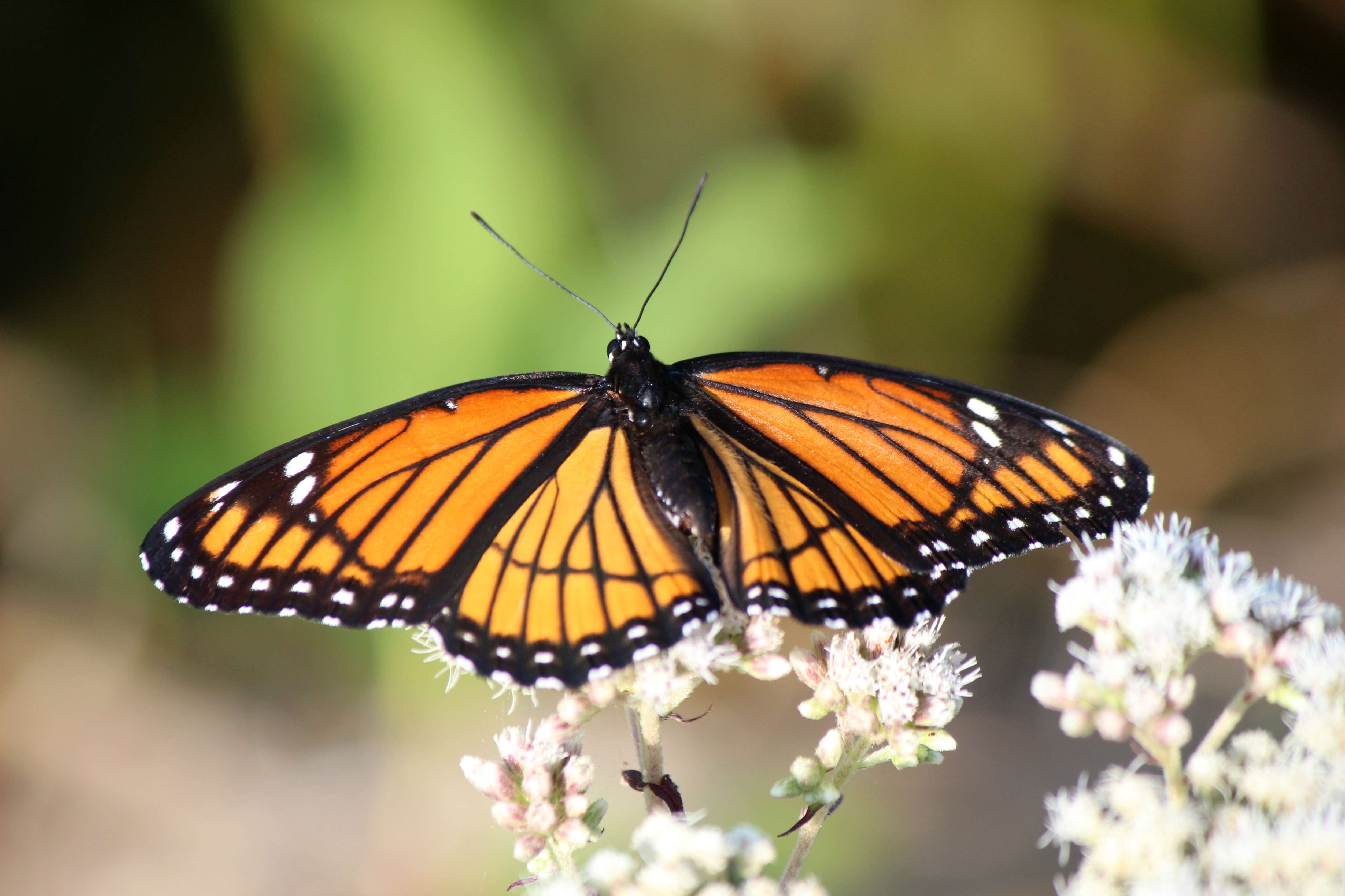 Huron Shores Hospice to host butterfly release