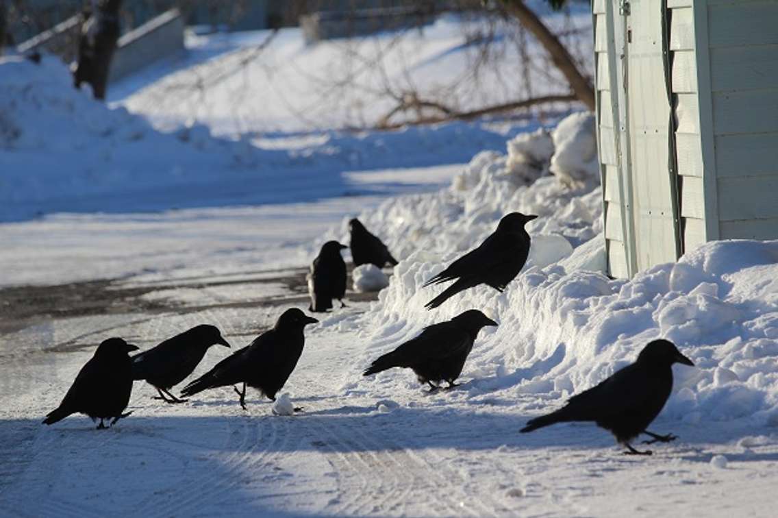 Crows in Chatham. (File photo by Natalia Vega)